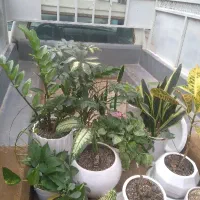 وانت بار کرایه|خدمات حمل و نقل|اسفراین, |دیوار