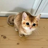 توله گربه بریتیش نر و ماده