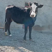 گوساله ماده آبستن|حیوانات مزرعه|دینور, |دیوار