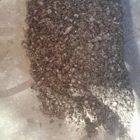 زل کبوتر|خزنده|همدان, |دیوار