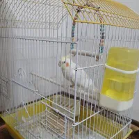 عروس هلندی نژاد لوتینو