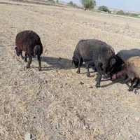 قوچ|حیوانات مزرعه|خنجین, |دیوار