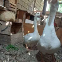 جوجه قوغاز،جوجه کله سبز پروازی،وحشی