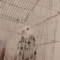 کبوتر طوقی ماده