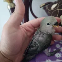 کوتوله برزیلی سرلاکی