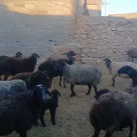 بره شیری دو روزه