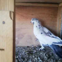 کبوتر پرشی|پرنده|سمنان, |دیوار