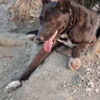 واگذاری حیون گشت بالا کسی داشت