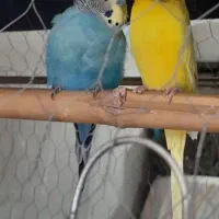 مرغ عشق جفت با قفس