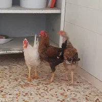 خروس جوان