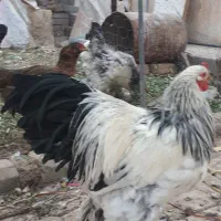 تخم مرغ نطفه دار از نژاد برهما خالص ودورگه