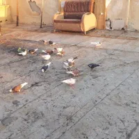 جوجه قلم پرشی|پرنده|رودهن, |دیوار