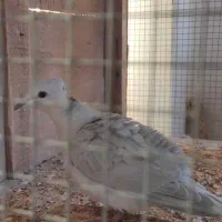 کبوتر خانگی