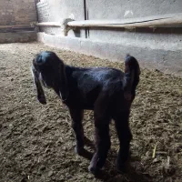 بره و بزغاله