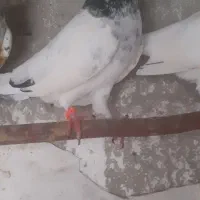 جفت کفتر تیدی جوان