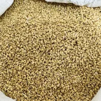 گندم بذر آبی پیشگام درجه 1|گل و گیاه طبیعی|بروجرد, |دیوار