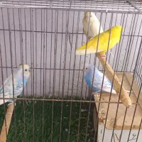 فروش مرغ عشق|پرنده|جهرم, |دیوار