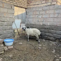 میش|حیوانات مزرعه|سیرجان, |دیوار