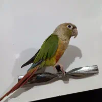 پرنده گرینچیک