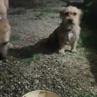 سگ پاکوتاه گمشده