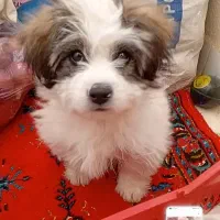 واگذاری سگ ۵ ماهه شیتزوهست