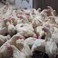 مرغ سفید درجه یک دونه 100تومان