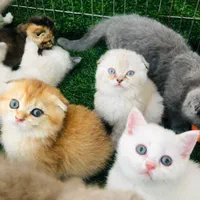 تعدادی توله گربه اسکاتیش|گربه|مشهد, وکیل‌آباد|دیوار