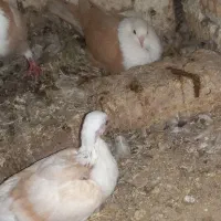 کفتر کلاغ کربلایی .کله سفید جوجه کلاغ کربلایی