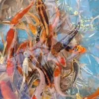 نژادهای ماهی کوی از ۳۰ تومن تا ۱۹۰۰ میلیون