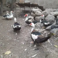 فروش اردک خارجی