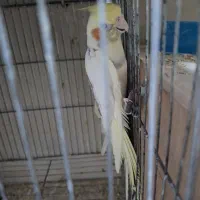 عروس هلندی بالغ نـر|پرنده|بندر کنگان, |دیوار