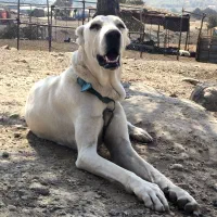 ماده سگ خراسانی ۲۰ماهه|سگ|نورآباد ممسنی, |دیوار