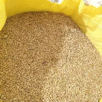 گندم جو