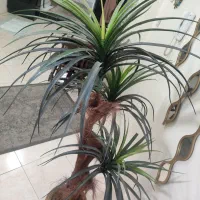 نخل سوزنی اریکا کاملا سالم و نو|گل مصنوعی|تهران, شهمیرزادی|دیوار