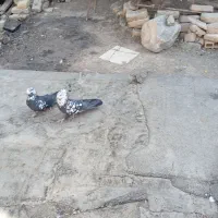 کبوترواشه ای سیاه|پرنده|سامان, |دیوار