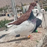 سرخ  دم سفید  طوق سبز مخمل هوا ی|پرنده|شیراز, داریون|دیوار