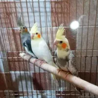 ۳ عدد عروس هلندی جوجه فروشی ...|پرنده|باقرشهر, |دیوار