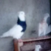 تعدادی سیاه آبادان و طوقی درجه یک|پرنده|بندر گناوه, |دیوار