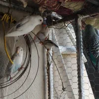 مرغ عشق و فنچ|پرنده|ایرانشهر, |دیوار