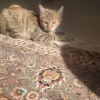 گربه