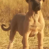 گمشده|حیوانات|ارومیه, |دیوار