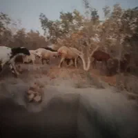 15راس میش چینی آبستن