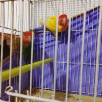 یک جفت طوطی برزیلی صددرصد مولد 4 تخم