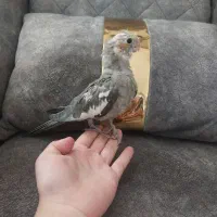 دو عروس هلندی|پرنده|اشتهارد, |دیوار