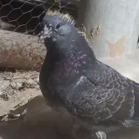 کبوتر جوجه گمشده