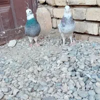 کبوتر طوقی|پرنده|ورزنه, |دیوار