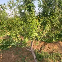 فروش باغ مثمر واقتصادی در گیوی (خلخال)ویلا/فول|فروش خانه و ویلا|کوثر, |دیوار