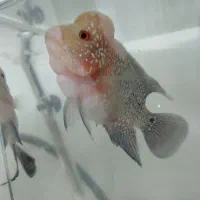 ماهی فلاور هورن|ماهی|بجنورد, |دیوار