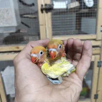طوطی کوتوله برزیلی سرلاکی