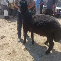 گوسفند